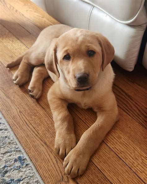 How To Train A Golden Labrador Puppy - Vet Advises