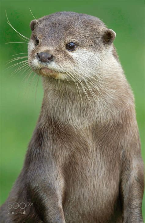 River Otter | River otter, Otters cute, Otters