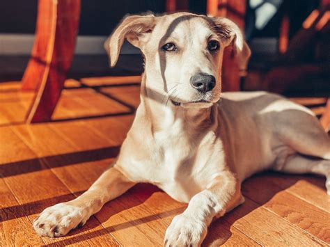 Best Dog Urine Remover For Hardwood Floors | Floor Roma