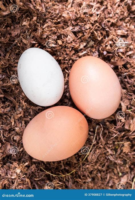 Clutch of Three Freshly Laid Eggs Vertical Stock Image - Image of ...