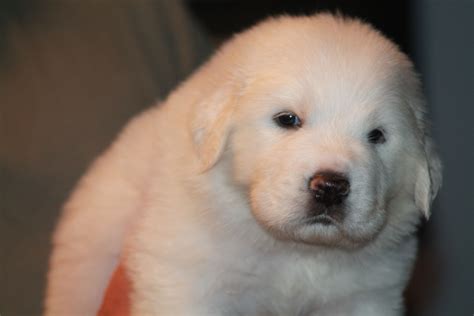 4 week old Great Pyrenees puppy! | Great pyrenees puppy, Great pyrenees ...