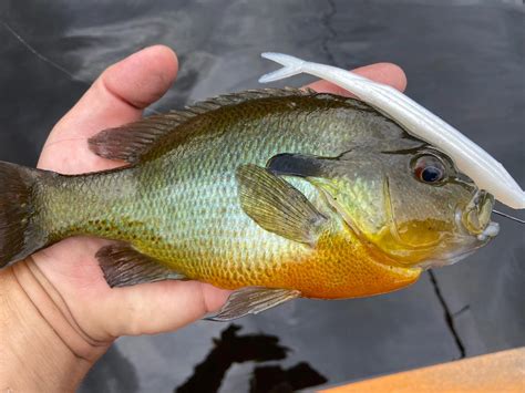Types of Sunfish | Field & Stream