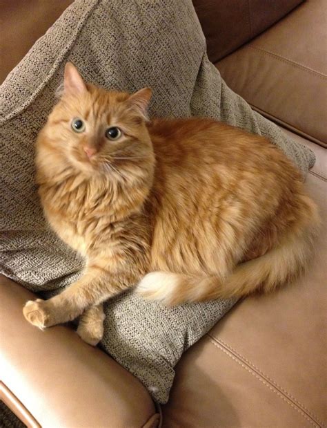 Long Haired Orange Tabby