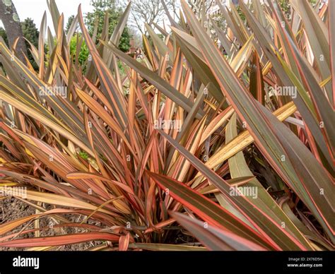 Phormium tenax hi-res stock photography and images - Alamy