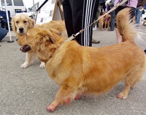 Corgi Golden Retriever Mix