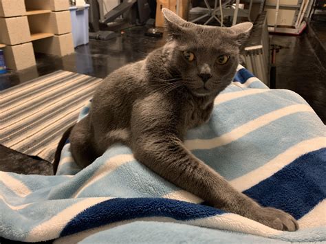 Airplane ears ft my tripod cat June : r/airplaneears