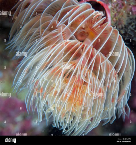 Feather Duster Worm at Jim Roebuck blog