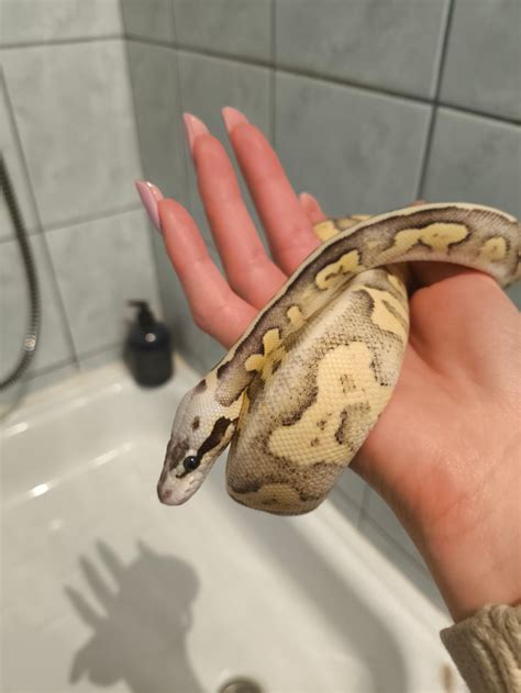 Python Regius - identification - Ball Pythons - MorphMarket Reptile ...