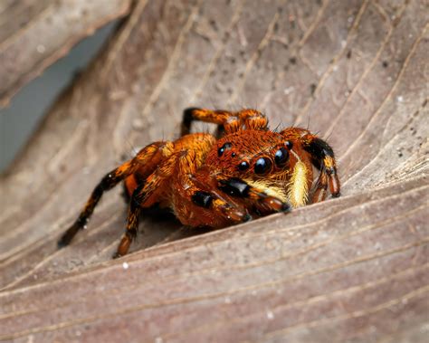Are Jumping Spiders Poisonous? What Do They Look Like?