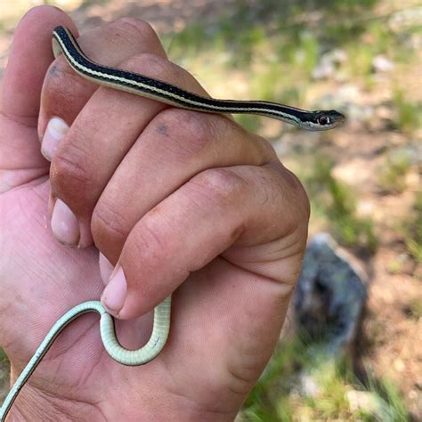 Water Snake Identification - Know Your Snakes! | Baby garter snake ...