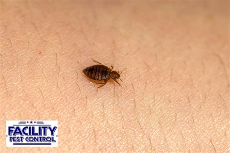 How to Prevent Baby Bed Bugs from Infesting Your Home