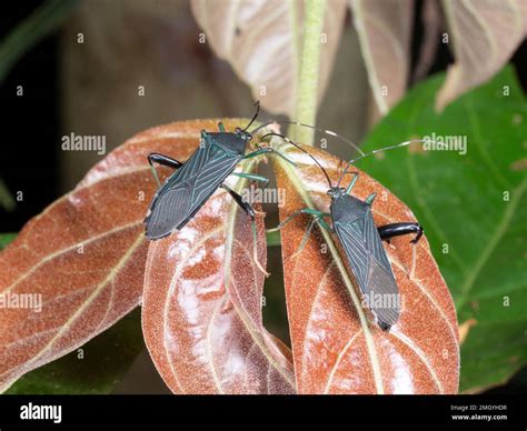 Leaf-Footed Bugs (Coreidae) on a rainforest plant, Orellana province ...