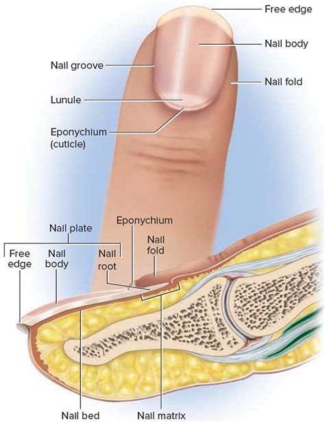 Nail Diagram Anatomy at Lewis Wooley blog