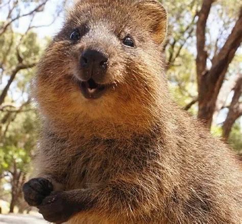 Download Smiling Quokka Australia Wallpaper | Wallpapers.com
