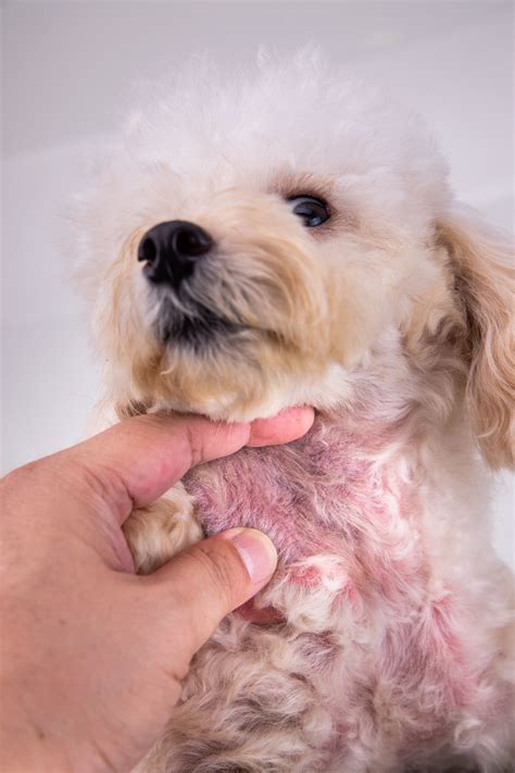 15 Types of Dog Skin Diseases With Pictures