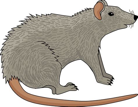 Rat Clipart Pictures – Clipartix