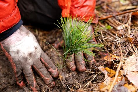 How trees improve soil quality - One Tree Planted