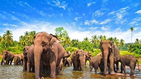 Sri Lanka Elephant Wallpapers - Top Free Sri Lanka Elephant Backgrounds ...