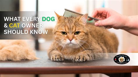 The Best Guide to Pet Grooming in Brooklyn