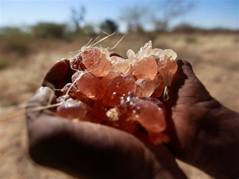 What Is In Arabic Gum at Zane Stirling blog