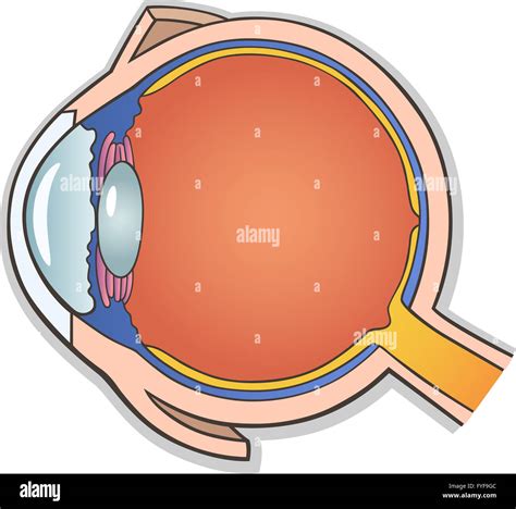 Human Eye Cross Section Stock Photo - Alamy