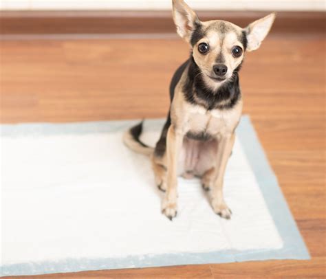 How to Potty Train my 10 Month Old Puppy? - Patmydoggie