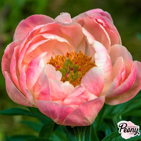 Shop All Peonies — Hidden Springs Peony Farm