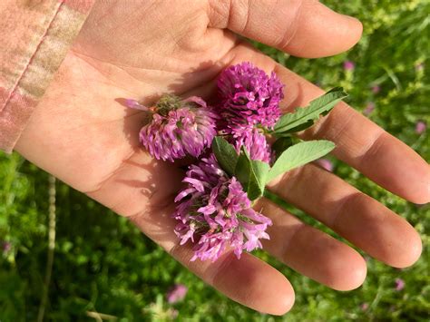 How to Wild Harvest Red Clover & Make Red Clover Tea - Katie Spring