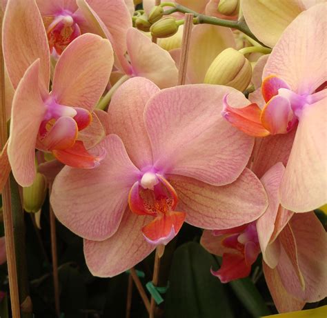 What Are The Colors Of Orchids at Adam Todd blog