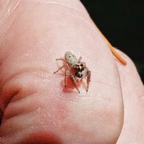 Smallest Spider In The World