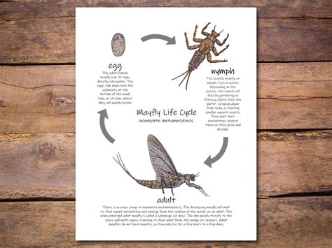 Mayfly Life Cycle Poster: Insect Metamorphosis! Printable Biology ...