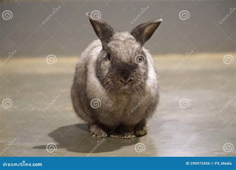 Single White and Brown Rabbit Stock Photo - Image of brown, animal ...