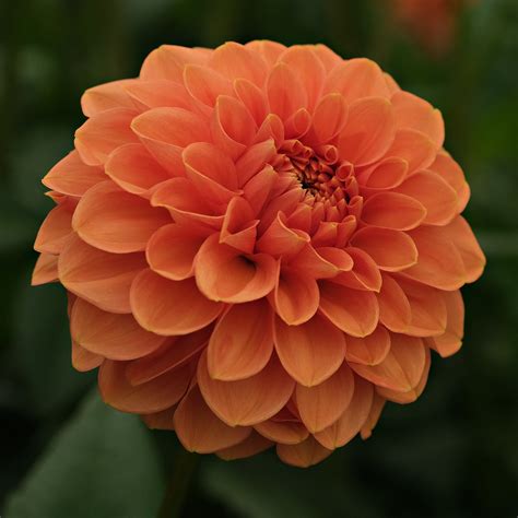 BIZON ROMANCE – Geerlings Dahlia