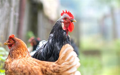 Elderly Washington Resident Becomes First U.S. Fatality From H5N5 Bird ...