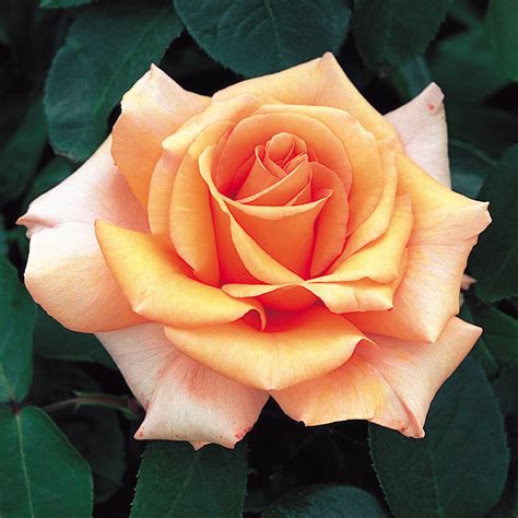 Hybrid Tea Roses | David Austin Roses