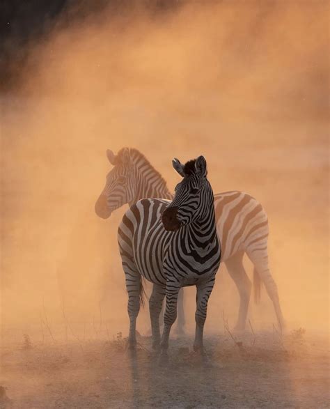 Get To Know The Zebra | Wildest