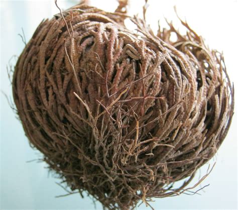 Geheimnis der Natur ***Die ROSE von JERICHO*** - Berlin