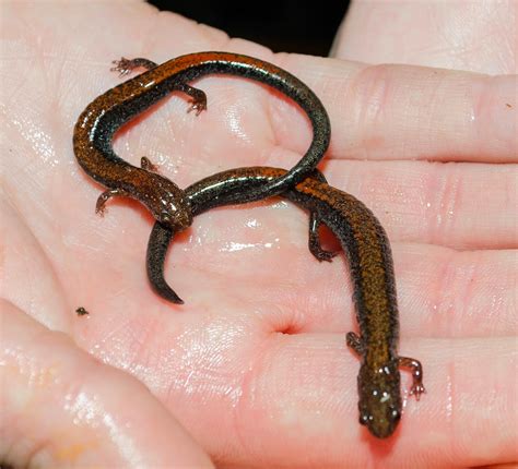 On the Subject of Nature: The Red-Backed Salamander, Plethodon cinereus