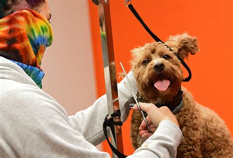 Canine 'social club' Chow Bella opens in Saratoga Springs