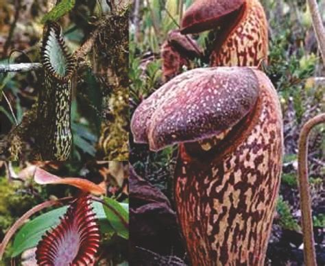 Plant And Flesh Eating Animals at Alicia Barrenger blog