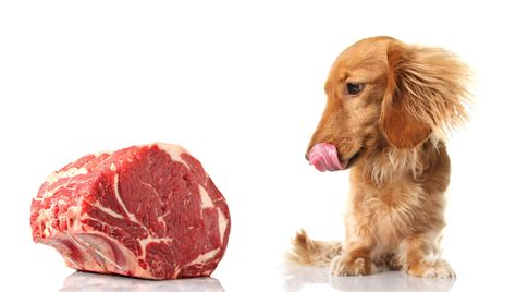 Raw Or Cooked Meat For Dogs (Which Is Better?) - Rick's Dog Deli