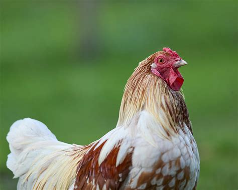 Beach+Boners+Men Photos, Download The BEST Free Beach+Boners+Men Stock ...