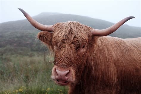 highland cow cow animal and livestock 4k HD Wallpaper