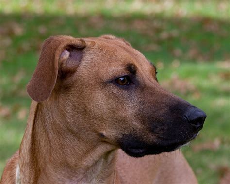 Black Mouth Cur: Una Raza De Perro Versátil Y Resistente ️