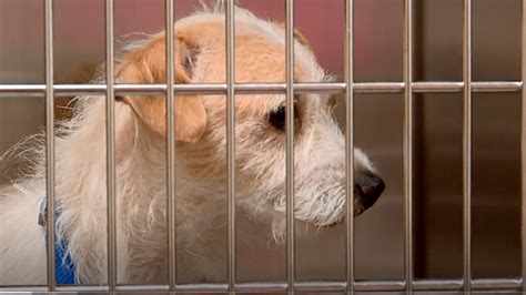 Buncombe shelter takes in 21 dogs after July 4, fireworks may be to blame