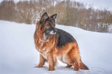 Long-Haired German Shepherd: Facts, Pictures & Shedding