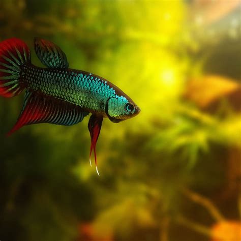Baby Betta Fish Petsmart