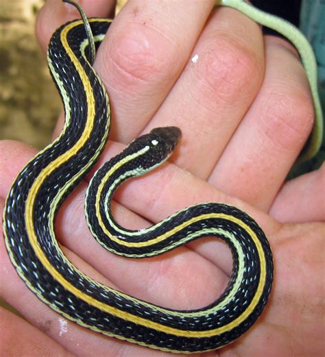 Black Snake White Stripes Yellow Belly at Irene Troyer blog
