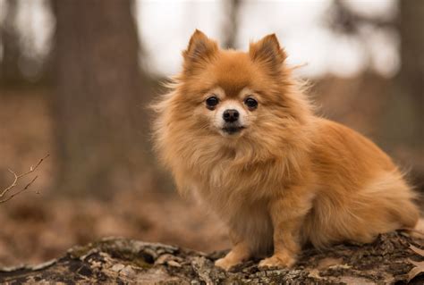 Pomchi: Dog Breed Characteristics & Care