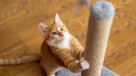 Are Cats Truly Loyal? What Science Says About Your Cat’s Love